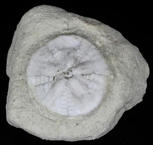 Fossil Sand Dollar (Astrodapsis) - California #15782